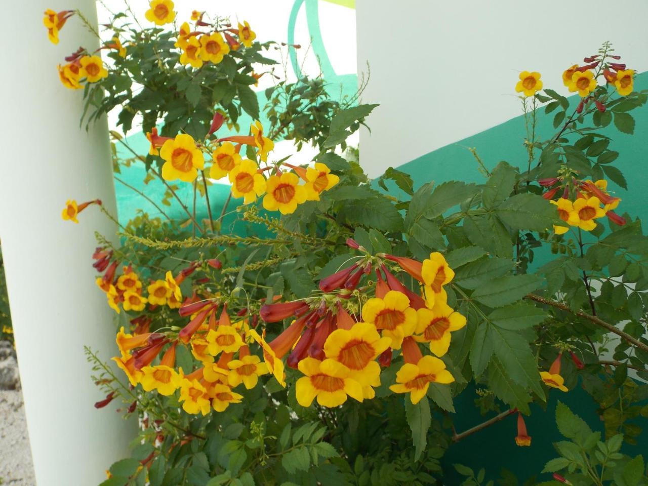 Bon Bini Lagun Curacao Appartement Buitenkant foto